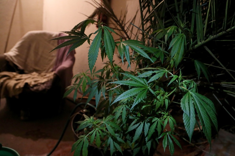 2015/11/Mariguana.jpg