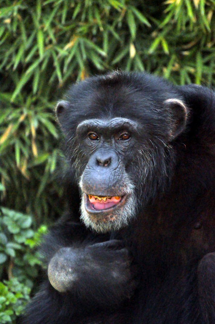 Fallece chimpancé en el zoológico de Chapultepecc