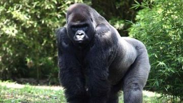 Inicia CDHDF investigación por muerte de Bantú