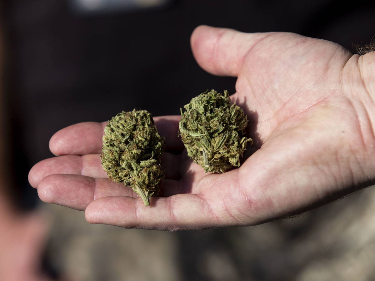 Cannabis aún sin consenso: Monreal