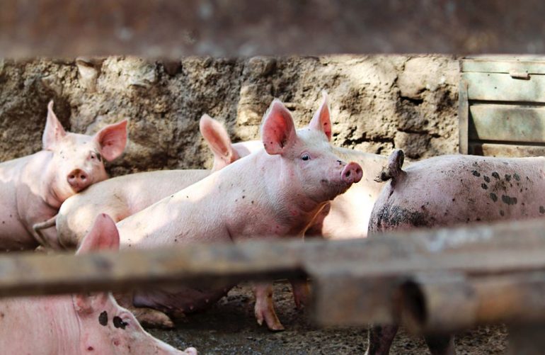Peste porcina africana regresa a América