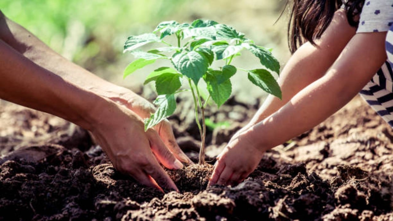 Inicia programa Regresa a clases con un árbol