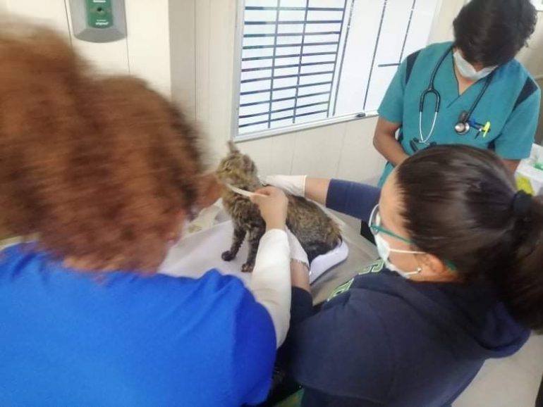 Animales en venta