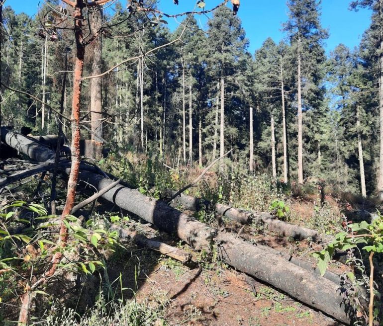 Con todo y la Guardia Nacional sigue la tala en el Ajusco