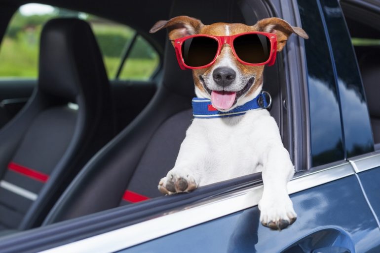 Multa por llevar a tu mascota en el auto