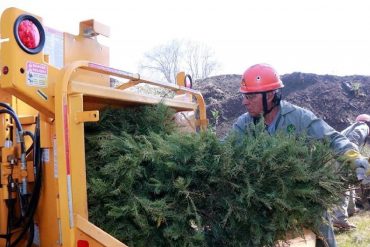 Recicla tu árbol de navidad