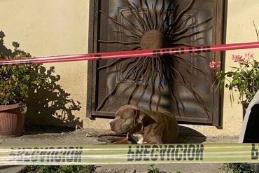 Animalistas resguardan mascotas de Lourdes Maldonado tras su asesinato