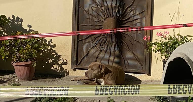 Animalistas resguardan mascotas de Lourdes Maldonado tras su asesinato