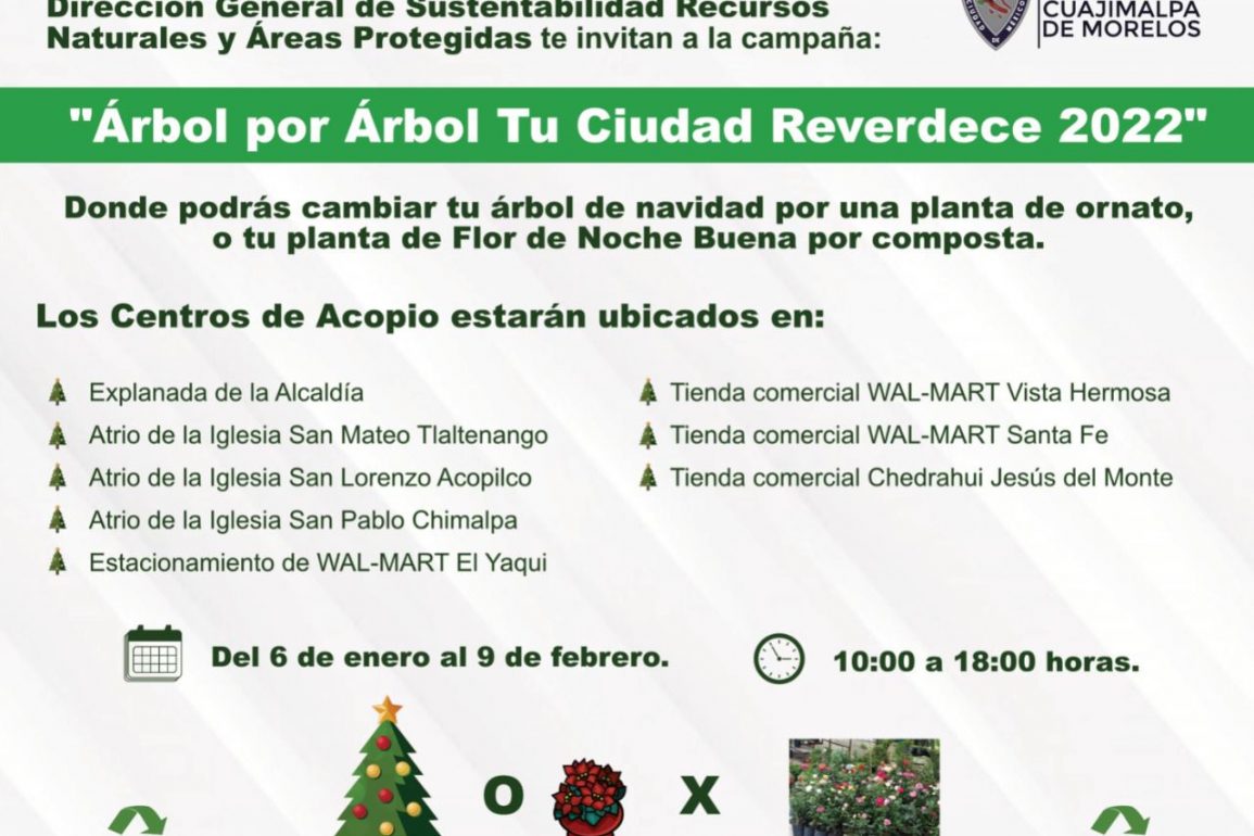 Alcalde de Cuajimalpa promueve reciclaje de árboles de Navidad
