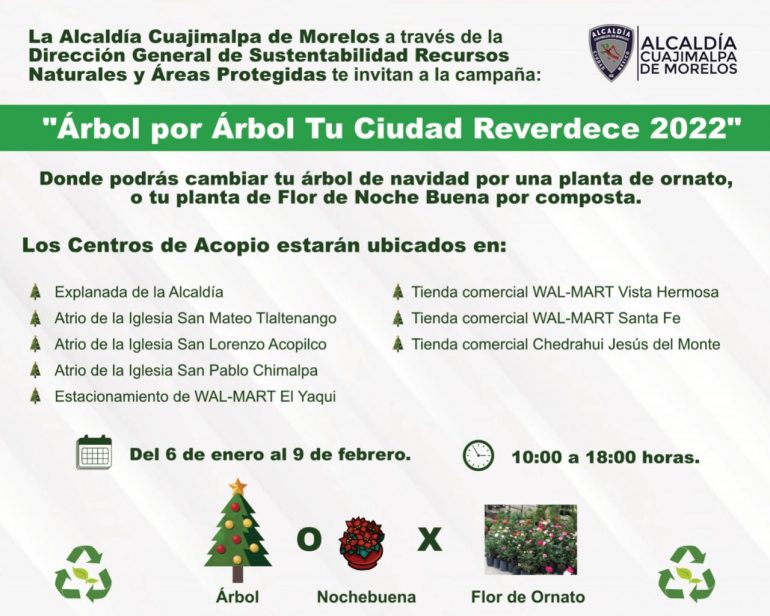 Alcalde de Cuajimalpa promueve reciclaje de árboles de Navidad