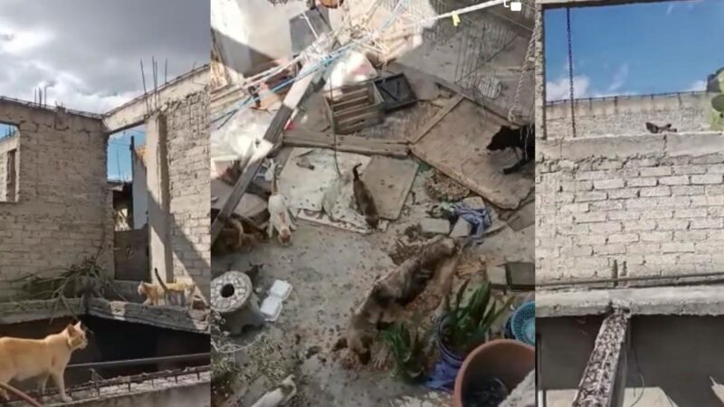 Encontraron a más de 60 perros y gatos abandonados