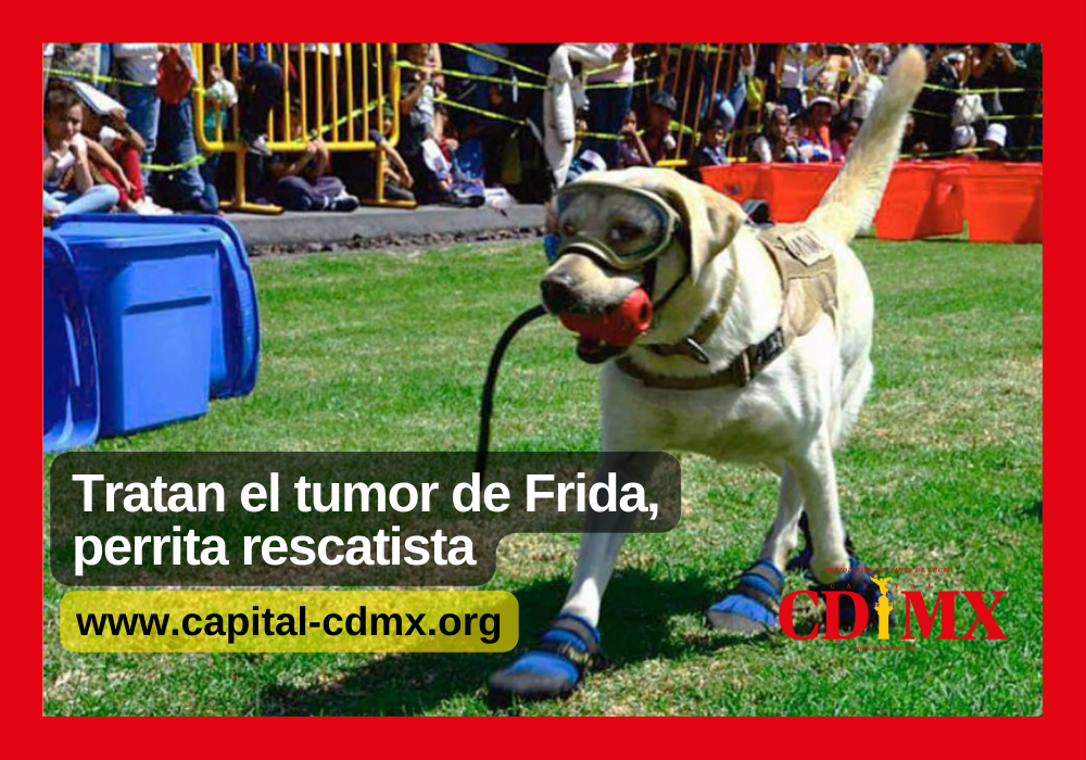Tratan el tumor de Frida, perrita rescatista