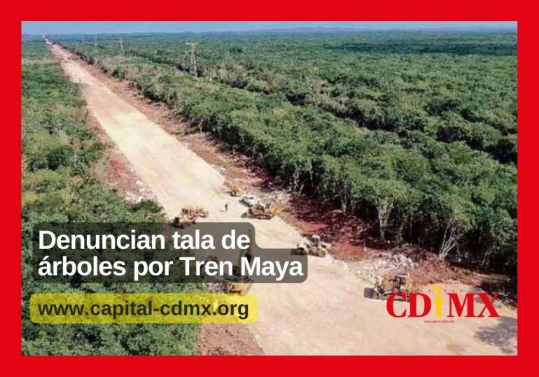Denuncian tala de árboles por Tren Maya