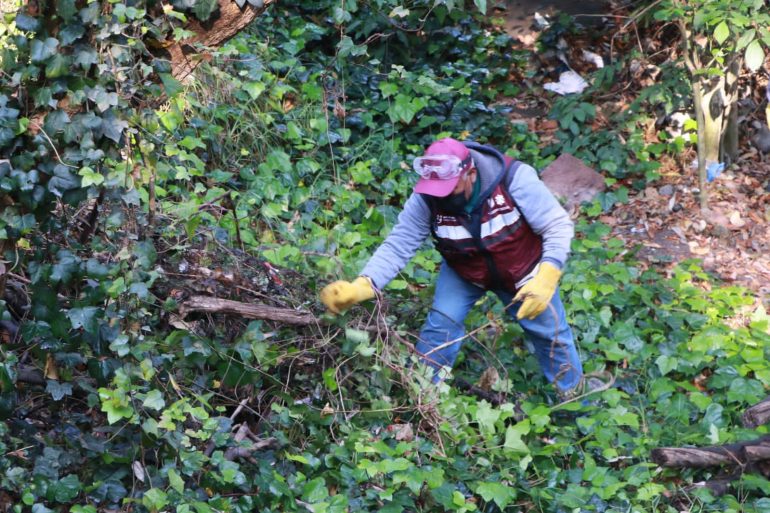 Avanza empleo verde en Cuajimalpa