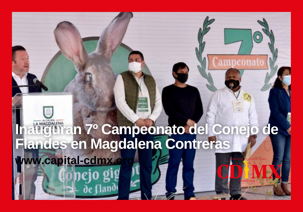 Inauguran 7º Campeonato del Conejo de Flandes en Magdalena Contreras