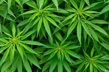 SCJN declara inconstitucional castigar portación de marihuana