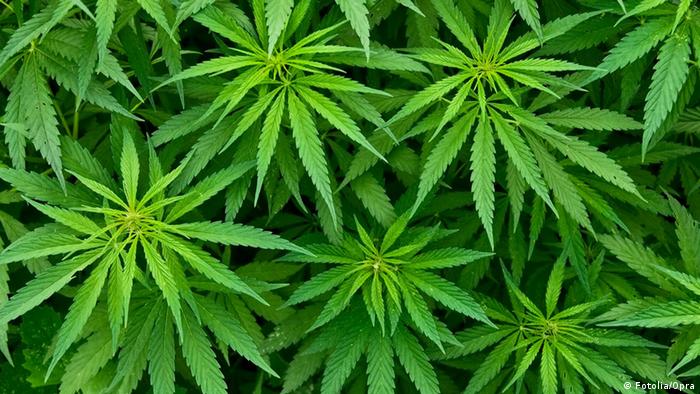 SCJN declara inconstitucional castigar portación de marihuana