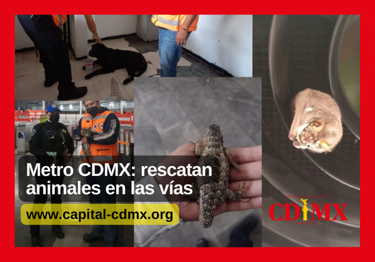 Metro CDMX: rescatan animales en las vías
