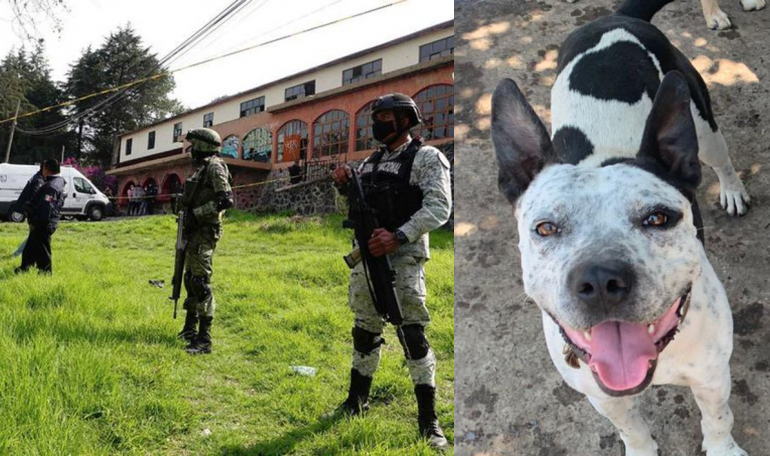 Operativo en Topilejo: denuncian la desaparición de perros en pensión y la detención de su entrenador