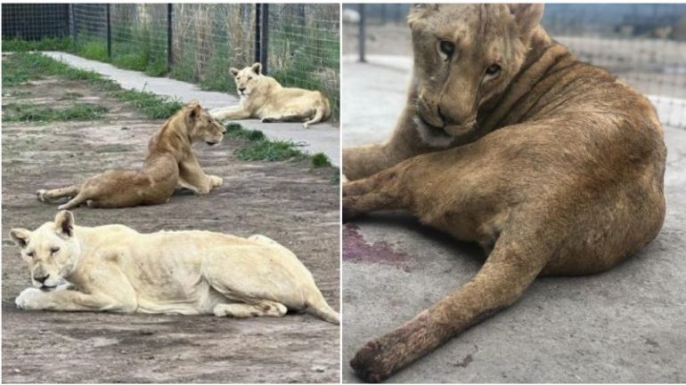 Los felinos se encontraban en malas condiciones debido a falta de agua y comida