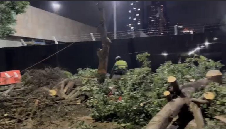 Nuevo Ecocidio avalado por Sedema en MH