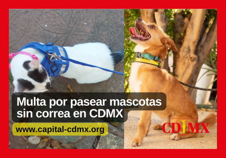Multa por pasear mascotas sin correa en CDMX