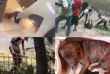 Maltrato animal: la lista de violencia en 2022