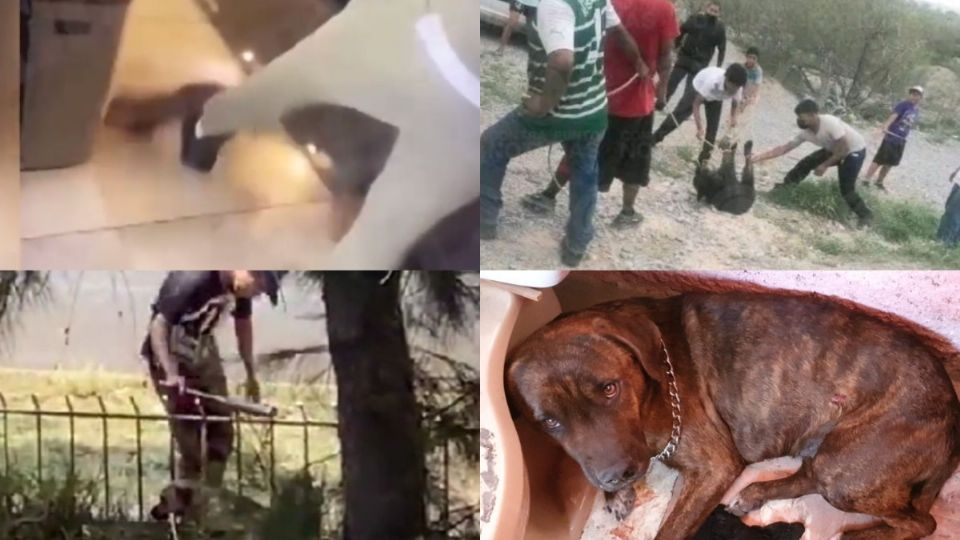 Maltrato animal: la lista de violencia en 2022