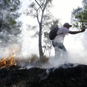 Delitos ambientales en México se cometen en silencio