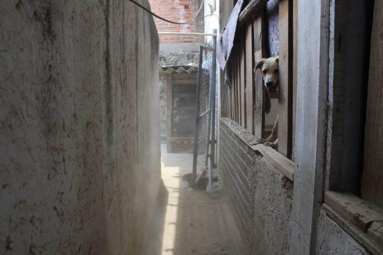 Hasta 12 años de prisión a quien venda carne de animales domésticos