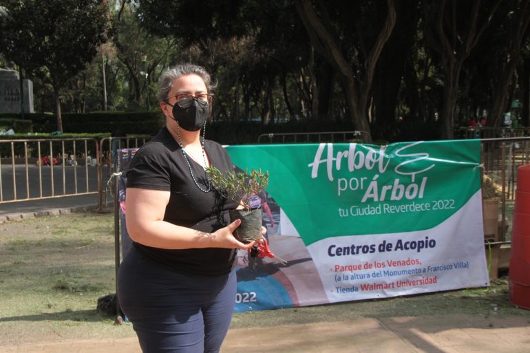 Árboles de Navidad: Conoce los sitios de recolecta en BJ