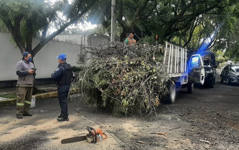 Coyoacán: comienza restitución forestal