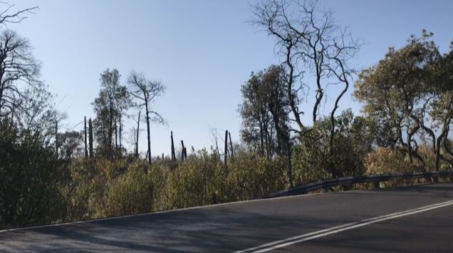 Tala en el Ajusco, entre invasiones, el gotcha y el auspicio de Morena