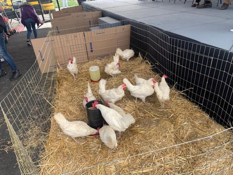 A la espera de las gallinas de Brugada
