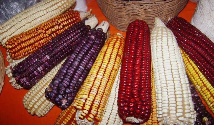 Celebran riqueza culinaria de México