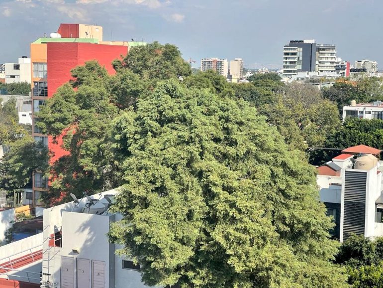 Vecinos luchan por Eugenio, árbol centenario en La Del Valle.