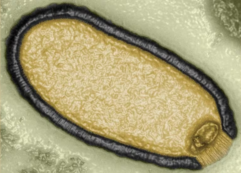 Captura de pantalla 2024-01-23 174245 Virus