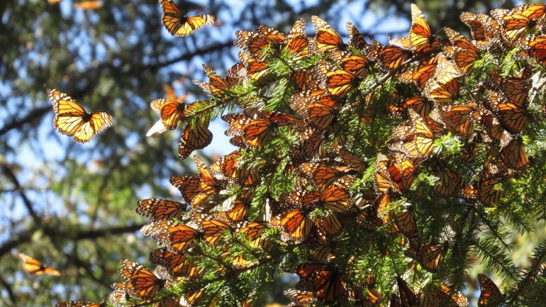 Disminuye población de mariposas Monarca en México