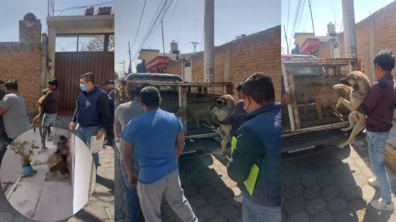 Dos jóvenes fueron atacados por una jauría en Metepec