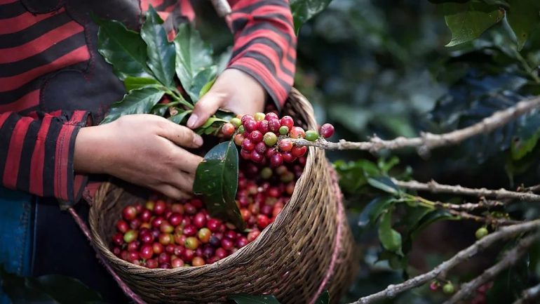 Caficultores en Chiapas alzan la voz por condiciones injustas de Nestlé