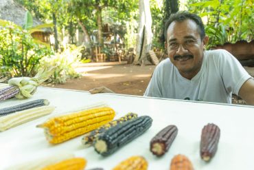 Guardianes de semillas: campesinos mayas que protegen el maíz nativo frente al cambio climático