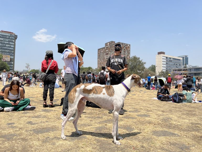 Espacios Pet Friendly en CDMX y Consejos para Cuidar a tu Mascota en Época de Calor
