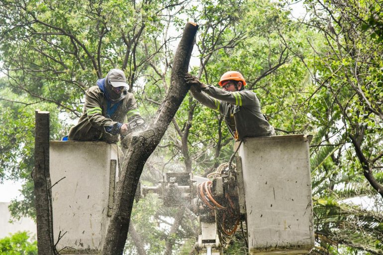 Arranca Benito Juárez poda y derribo de árboles en riesgo en parques públicos