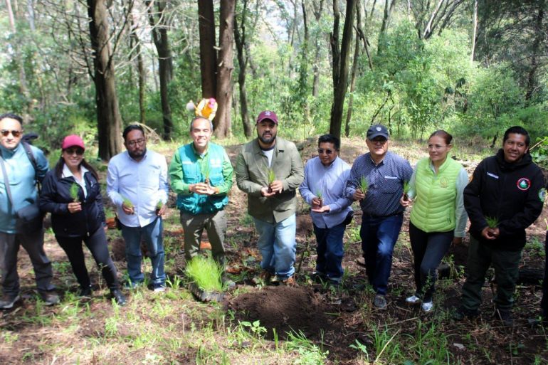 Reforesta La Magdalena Contreras áreas degradadas tras incendios
