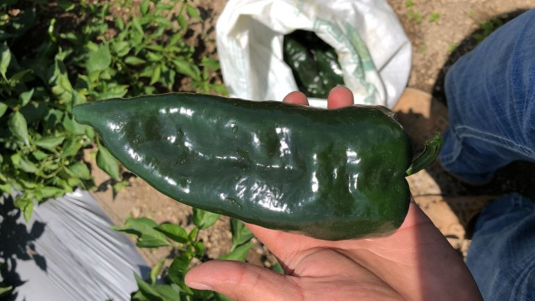 El Chile Poblano mexicano a punto de la extinción, 2 chiles por 1, 000 chiles chinos