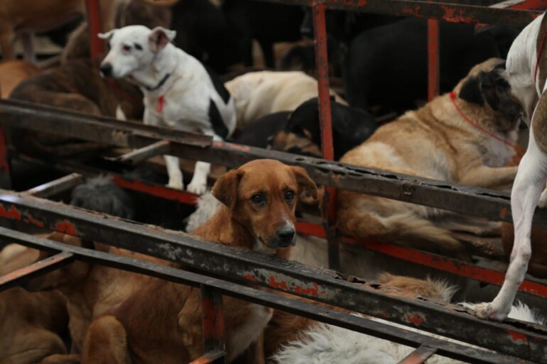 CDMX rescata a más de 900 animales por maltrato en refugio de Cuajimalpa