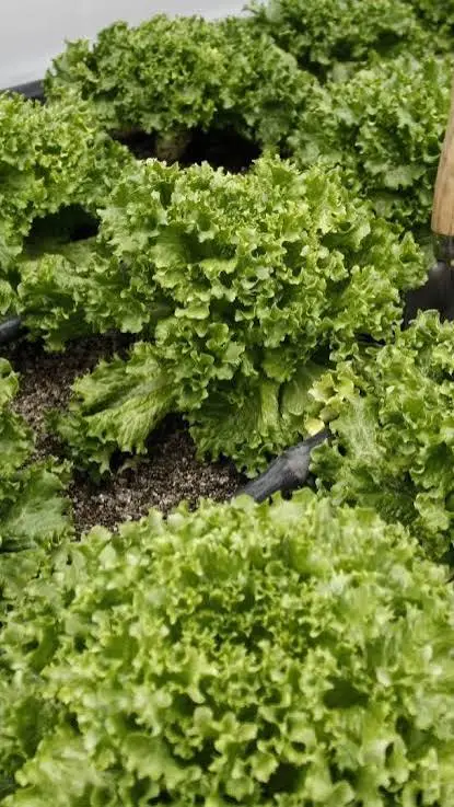 FDA sigue investigando a lechuga mexicana