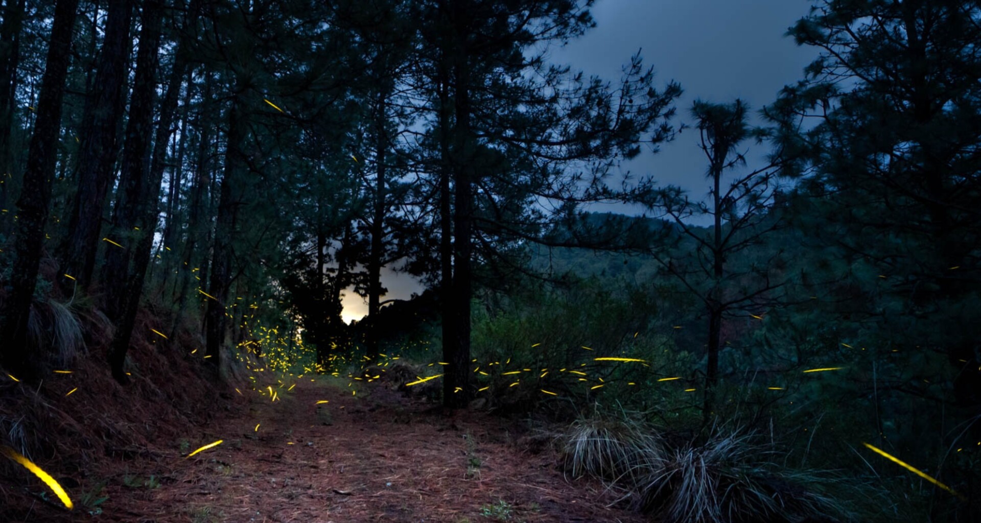 Foto Canto del Bosque
