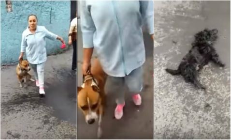 Nace #LadyPitbull por agresiones contra perro french poodle
