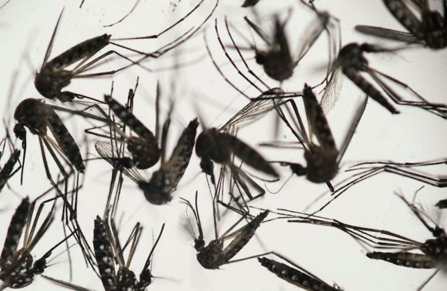 Inicia Primera Jornada Nacional contra el dengue, zika y chikunguya 2017
